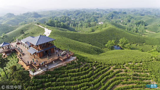 茶园风光